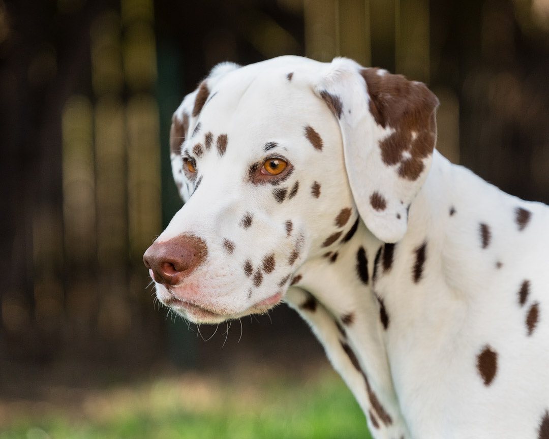 RT
ow did I get so lucky with this guy!?!
🥰 I hit the jackpot!
.
.
#dogsoftwitter #dalmatian #sackfionabruce