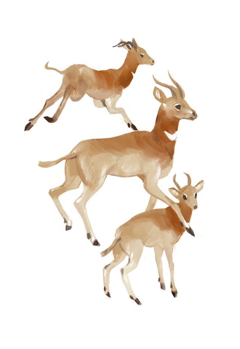 「deer white background」 illustration images(Latest)