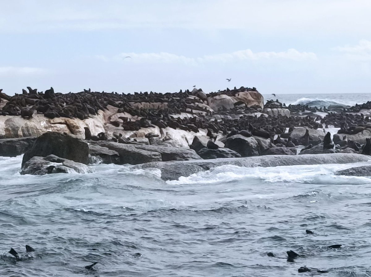 A wonderful first term outing with members of the Hout Bay Hopers Reading Plus group to Seal Island 🦭 With thanks to Circe Launches for the tickets.

#denisgoldberg #houseofhope