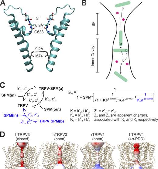JGenPhysiol's tweet photo. Grigory Maksaev et al. @WUSTLmed report the discovery of voltage-dependent inhibition of TRPV #ionchannels by intracellular polyamines and develop a kinetic model of this process. https://t.co/CP7k14fUxL https://t.co/zeZmgNyDGy