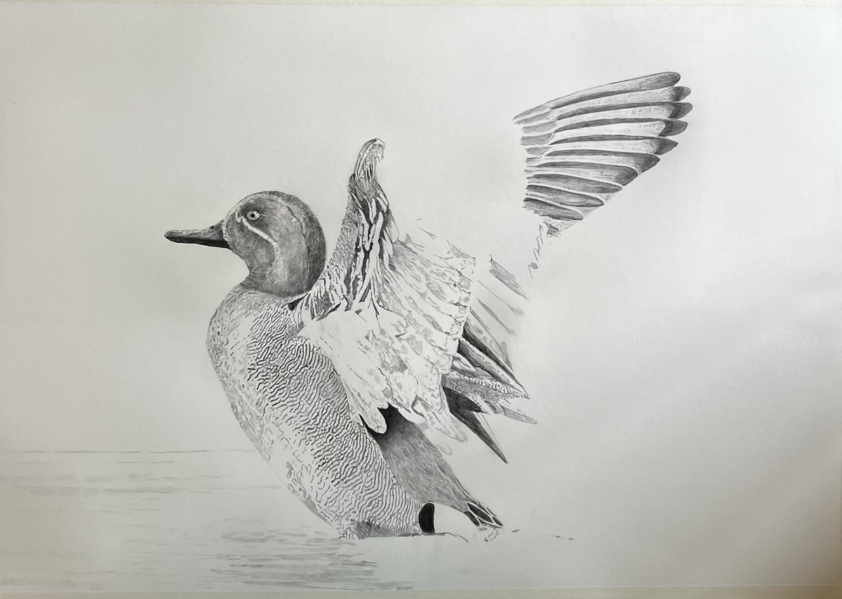 New work in progress. I am changing how I am drawing wildlife and am trying to give more background rather than just the animal. First attempt to draw this Green Teal in water….lots to do!