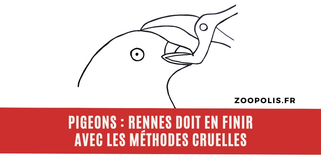 À #Rennes, les #pigeons sont capturés et tués avec une pince coupante.

@metropolerennes @nathalieappere est-ce là votre conception de la #ConditionAnimale ?

✍️Je signe la pétition avec @ParisZoopolis.
mesopinions.com/petition/anima…