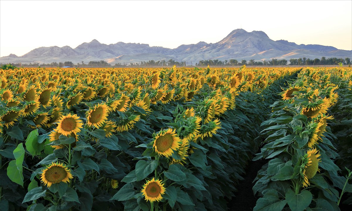 #RuralCountyPhoto: Sunflowers backdropped by the #SutterButtes is #RCRC’s rural county photo of the week. This stunning photo was captured by George Kellogg and submitted to this year’s Annual Rural County Photo Contest. #SutterCounty #RCRC #ruralcounties @CountyofSutter