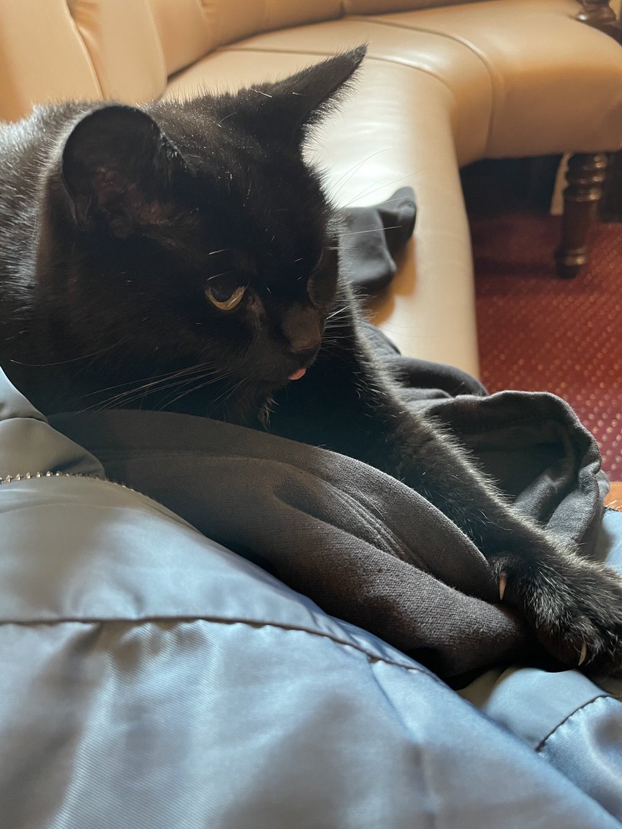 Look at that cute pink tongue 👅. Kit, the cat at The Royal Oak, Ockbrook. She was quite comfy lying on her favourite hoody (placed on my my coat to prevent her digging her claws into it). She made no attempt to get near the table or the food.