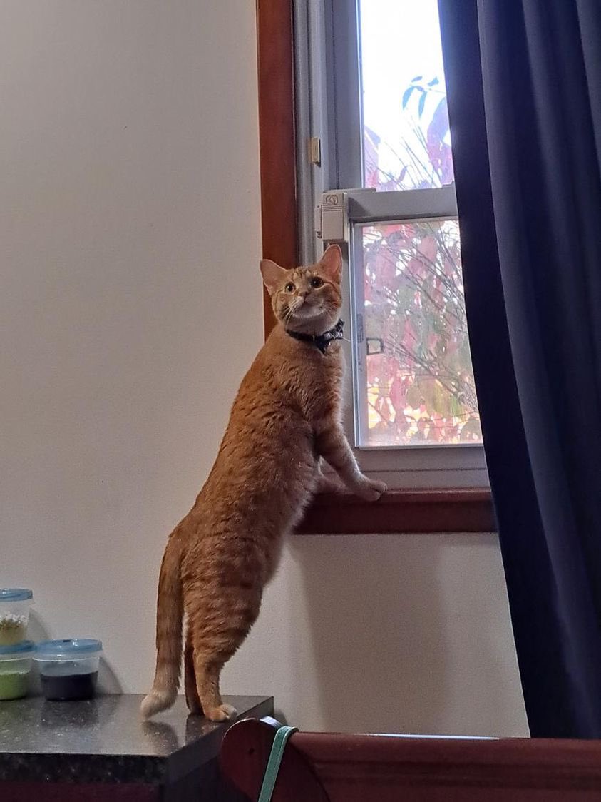 jeweli74_jen's tweet photo. Guess who’s coming to stay all night Friday?!?! Sweet Cheeto! I’m so excited! I haven’t seen her in a year!…just pics. Oh my niece is coming too…😂 #CatsOfTwitter #cats #cheetothecat https://t.co/N3L595x4mq