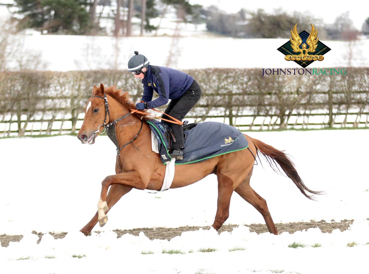 We’re looking forward to seeing Spirit Catcher back on track soon @Johnston_Racing as he gears up for his seasonal return.