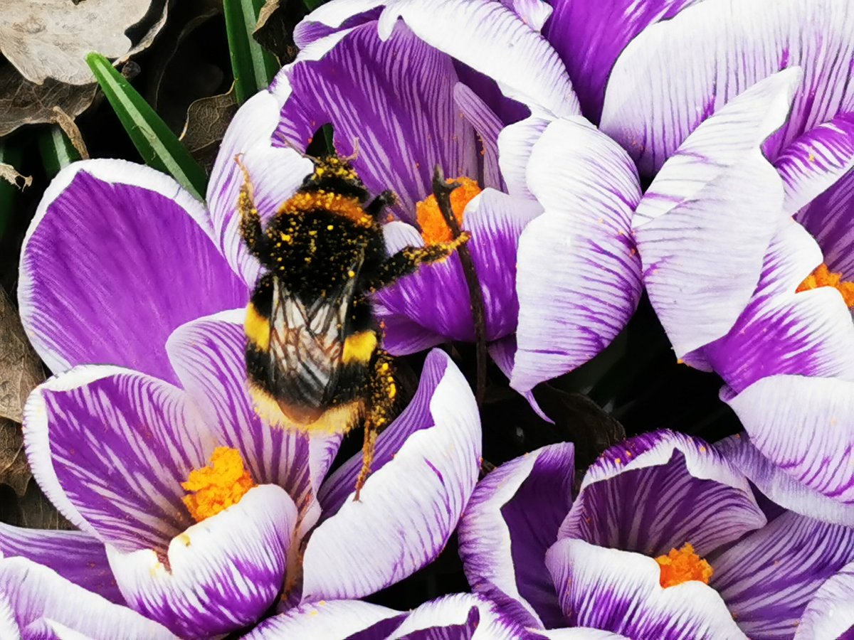 Busy Bee #filey #photography #nature #naturelovers #photooftheday #bee #flower #colour #yorkshire #northyorkshire #loveyorkshire #lovewhereilive