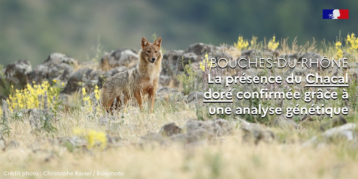 🦊 Après une 1ère identification visuelle il y a 2 ans, l’<a href="/OFBiodiversite/">Office français de la biodiversité</a> confirme la présence du #ChacalDoré dans les Bouches-du-Rhône, grâce à des fèces récoltées dans le Pays salonais

👉 + d'infos : ofb.gouv.fr/actualites/la-…

#MaBiodiversité