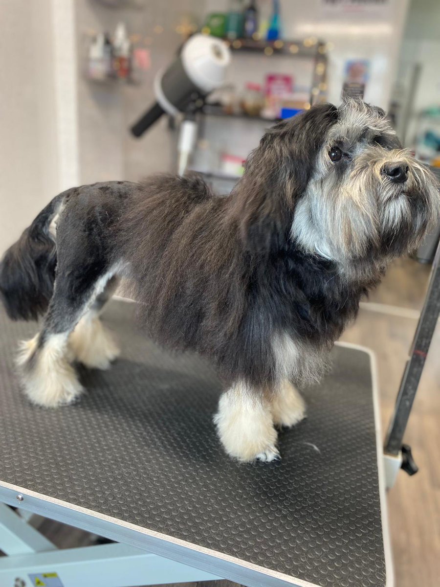 Katy9123's tweet photo. Otis now 7 months had his first lion cut #lowchen #dogsoftwitter #lowchenlove #littleliondogs #lowchenpuppy https://t.co/gduscPVbTe