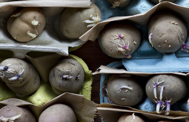 Our latest newsletter includes offers on a few delicious potatoes, cherries and nectarines, plus much more newly in stock

view.flodesk.com/emails/640b5a5…