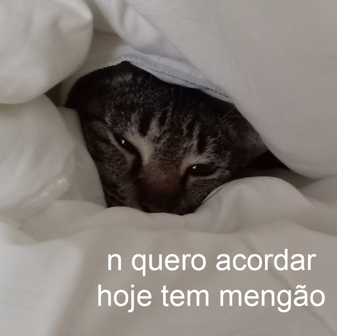 animaizinhos flamenguistas (@flanimais) on Twitter photo 