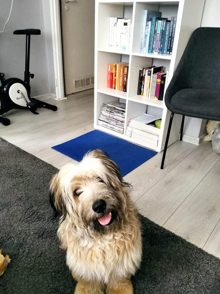 Drodzy przyjaciele,

Piszę do Państwa w nadziei na znalezienie kochającego domu dla Karmela, dwumiesięcznego szczeniaka, który został adoptowany przez starszą osobę. niestety nie może się nim opiekować ze względu na zły stan zdrowia.💔1/2