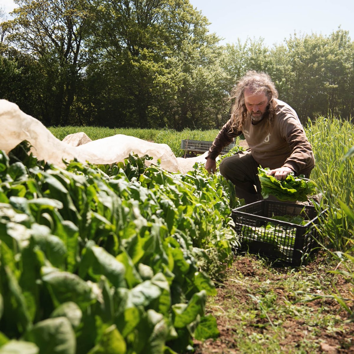JerseyZoo's tweet image. 💩 Ever wondered what happens to our animal poo? 🌱 

🐾 Droppings are composted with plant material and then taken to our on-site organic farm, where we grow food for our animals. 

🥗 Last year we grew 3,000kg of crops using our unique compost!

#CompostWeek