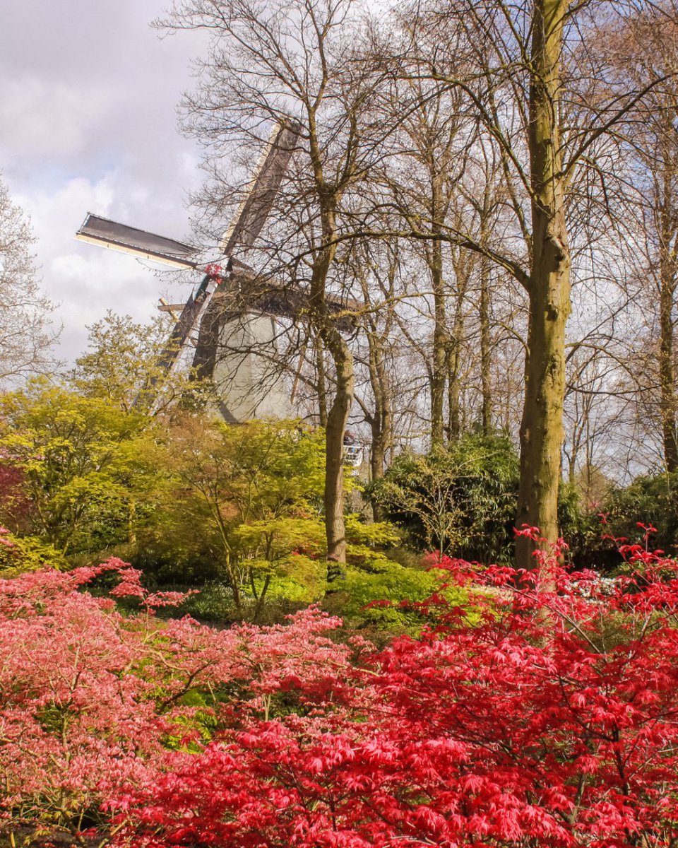 civitatis_en's tweet photo. Looking for a place to experience the beauty of spring in all its glory? 🌷 Look no further than Keukenhof park in the Netherlands! With over 7 million tulips, daffodils, hyacinths, and other spring flowers in bloom, this park is an absolute must-visit.
Happy travels! ✨ https://t.co/NP2khKMoZr