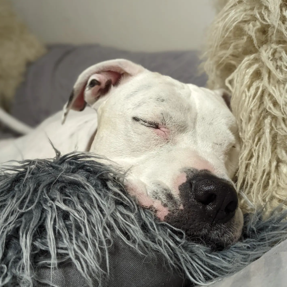 petfoodexpress's tweet photo. We know the first workday after spring forward can be rough. Luckily, it's #NationalNappingDay, so you don't have to feel too bad about taking a little midday snooze.
📷️: (IG)maximussmarticus
#petfoodexpress #springforward #daylightsavings #naptime #sleepypup #dogoftheday https://t.co/3LSEFO9EKg