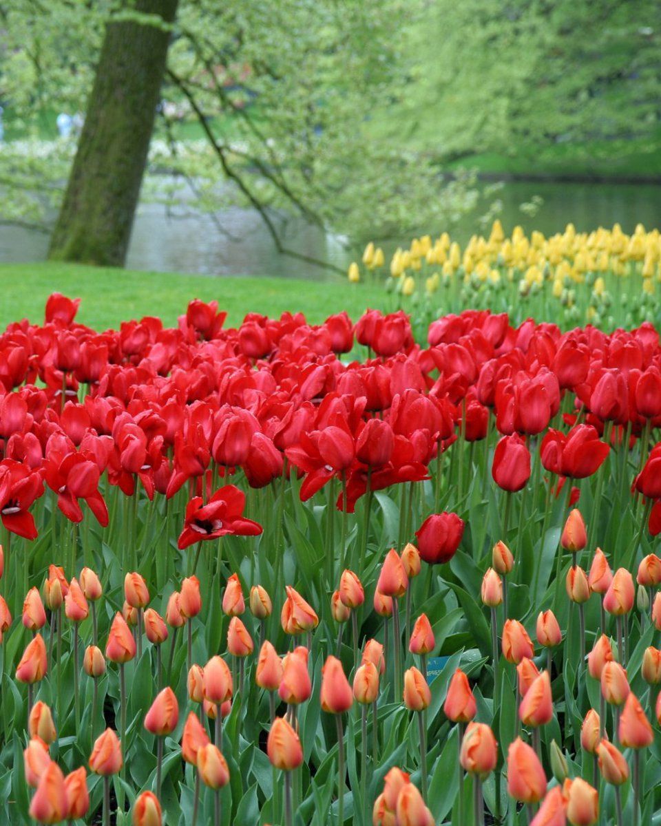civitatis_en's tweet photo. Looking for a place to experience the beauty of spring in all its glory? 🌷 Look no further than Keukenhof park in the Netherlands! With over 7 million tulips, daffodils, hyacinths, and other spring flowers in bloom, this park is an absolute must-visit.
Happy travels! ✨ https://t.co/NP2khKMoZr
