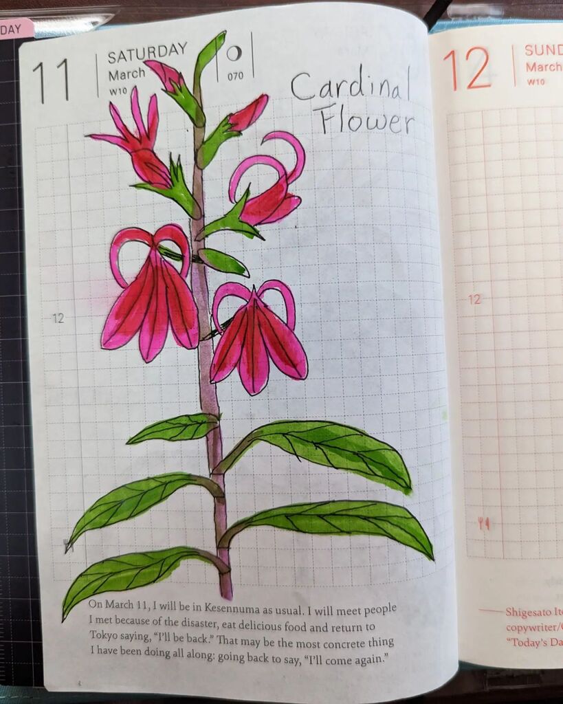 caffination's tweet photo. Cardinal flower for Saturday. Very interesting flower. 

#hobonichitecho #hobonichi #ink #micron #doodle #Cardinalflower #loebelia #pink #red #flowers #watercolor #drawing #sketchoftheday #sotd #botanicalillustration #kuretake #waterbrush https://t.co/gCZ5G6oeMc