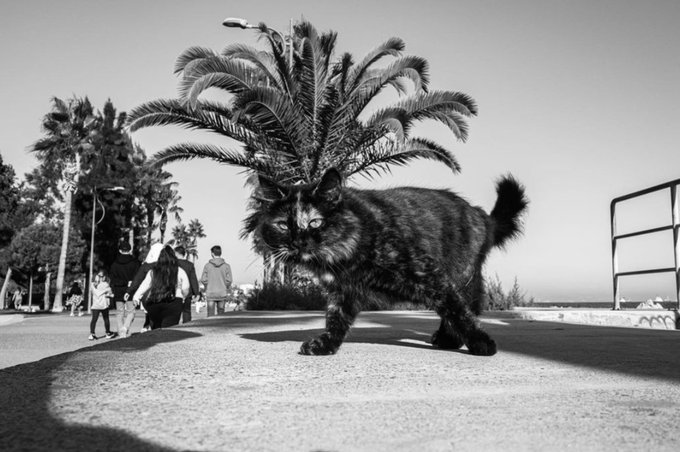 SurvayDoge's tweet photo. Margaret To end the moments Street photo billboard https://t.co/x8KFlzdqsN #NFT #Oscars #TheGlory2 #Oscar #Oscars2023 #Oscars2023 #BNB #Bitcoin #ETH #NFTGiveaways #artwork #photogallery https://t.co/au6tLJUSIt