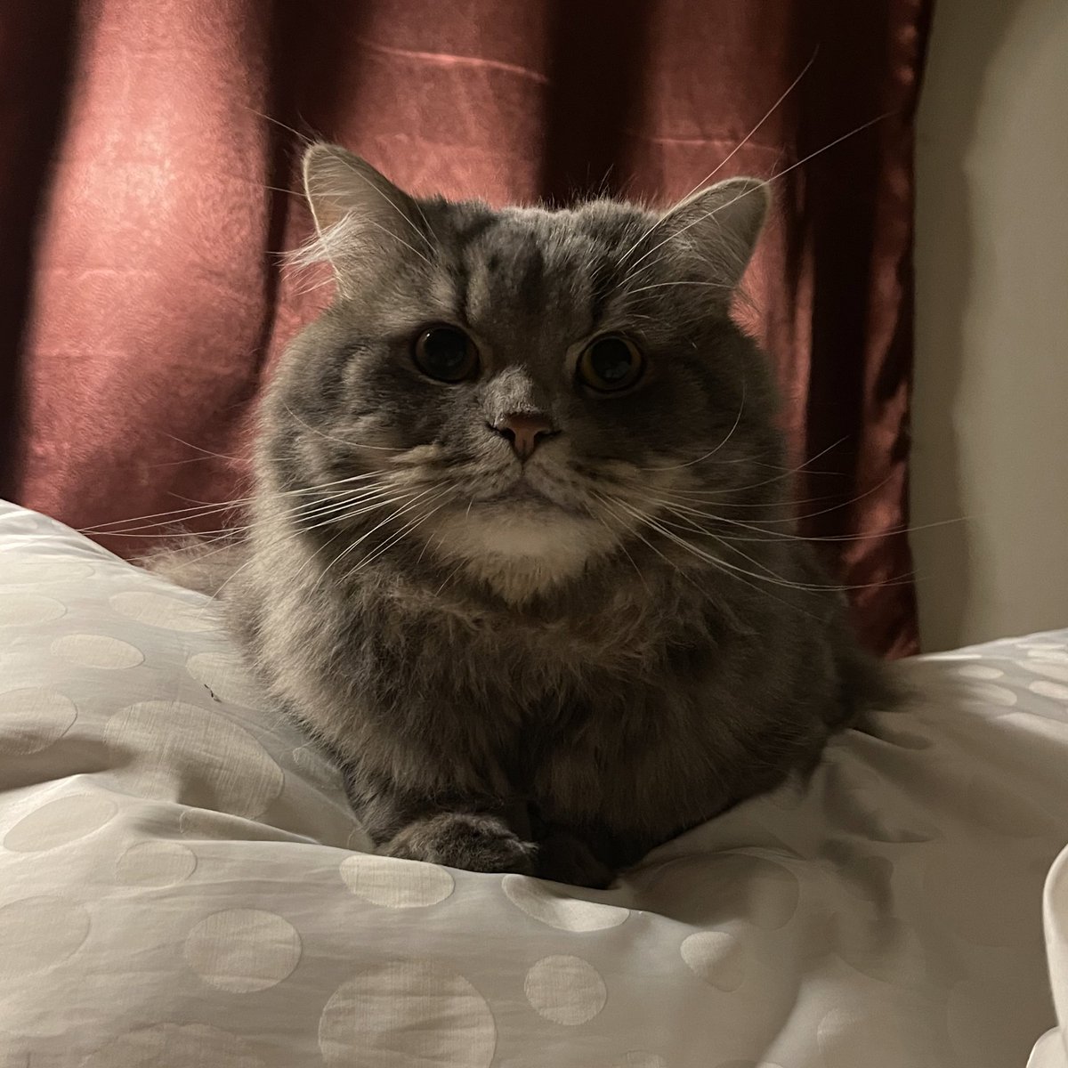 mormormorru's tweet photo. นี่ก็จ้องหน้าเก่งจริงๆ https://t.co/3o9XmXWKsZ