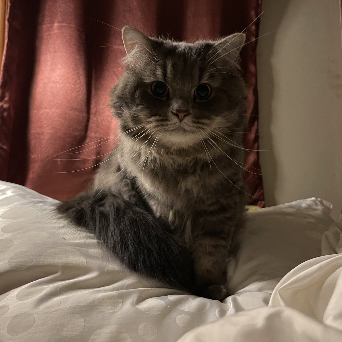 mormormorru's tweet photo. นี่ก็จ้องหน้าเก่งจริงๆ https://t.co/3o9XmXWKsZ