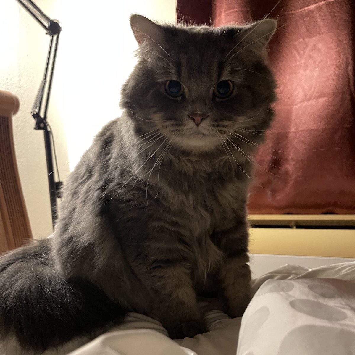 mormormorru's tweet photo. นี่ก็จ้องหน้าเก่งจริงๆ https://t.co/3o9XmXWKsZ