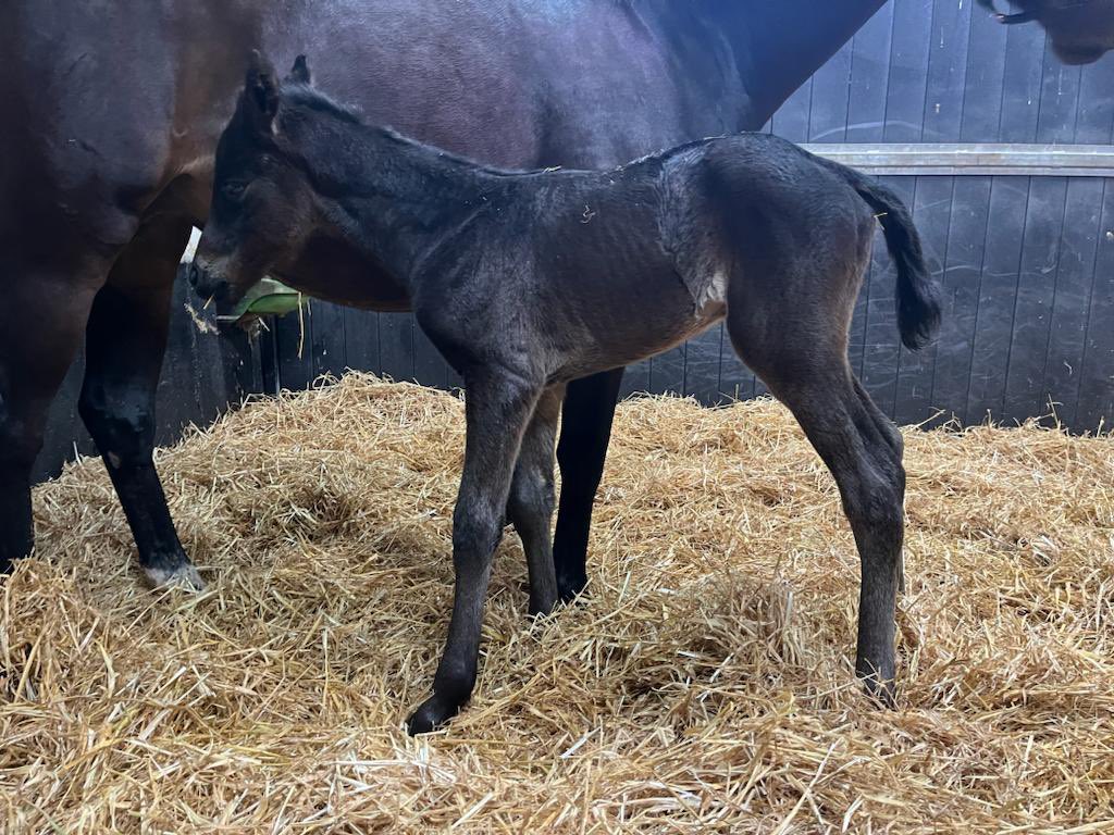 Capital_Stud's tweet photo. MIRAGE DANCER colt out of Chadzeau, who was a €40,000 purchase @tatts_ireland, looks a superb foal💎. 
“Delighted with him, quality foal with great limbs”. Breeder @CoolmaraS.
#miragedancer #frankel 
#capitalbloodstock #capitalstallions https://t.co/EXlDFFsLyM