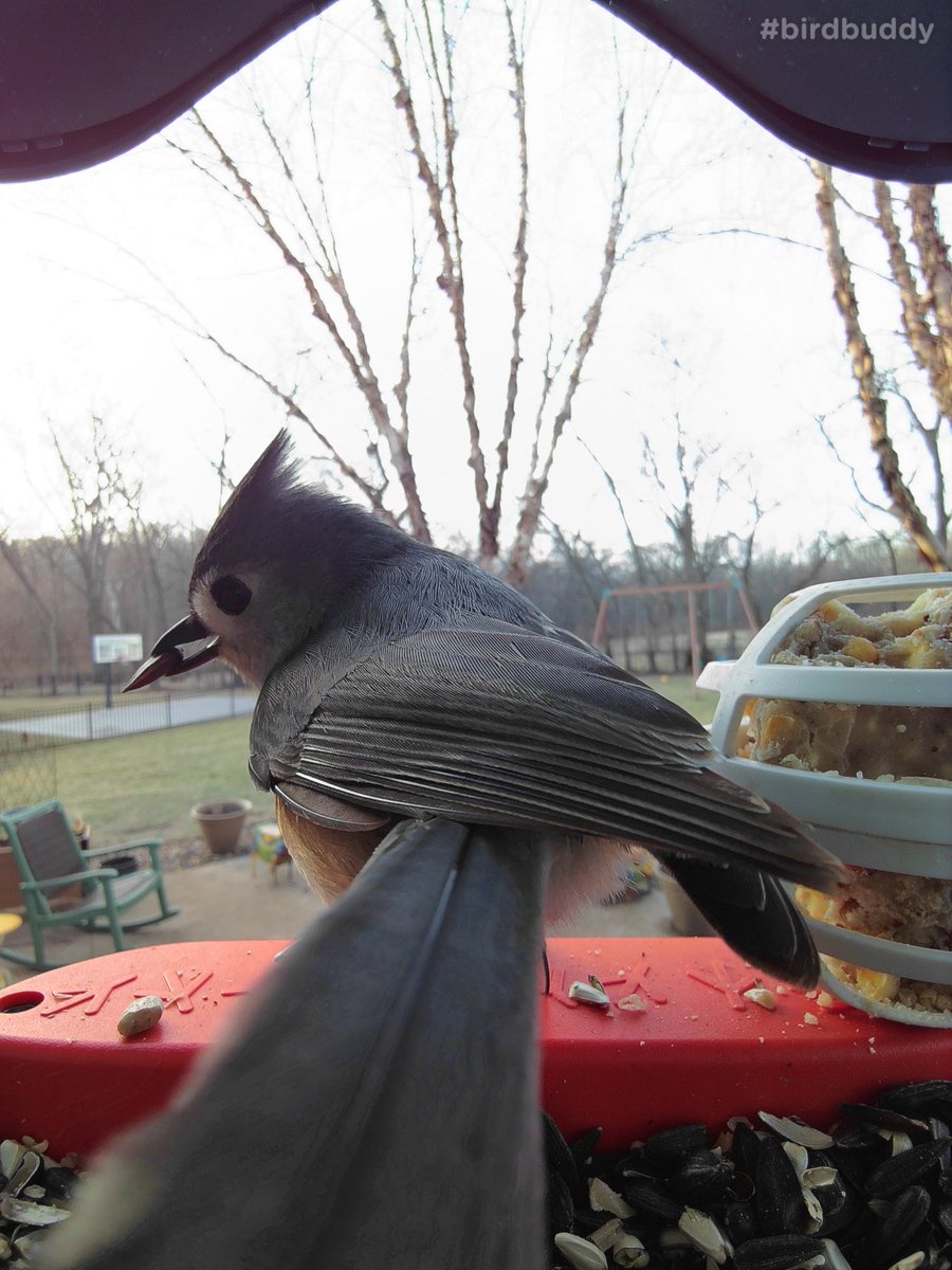 breading's tweet photo. This titmouse is strutting his tailfeathers. #birdbuddy #goldenperchawards https://t.co/2cdQG2Ex7y