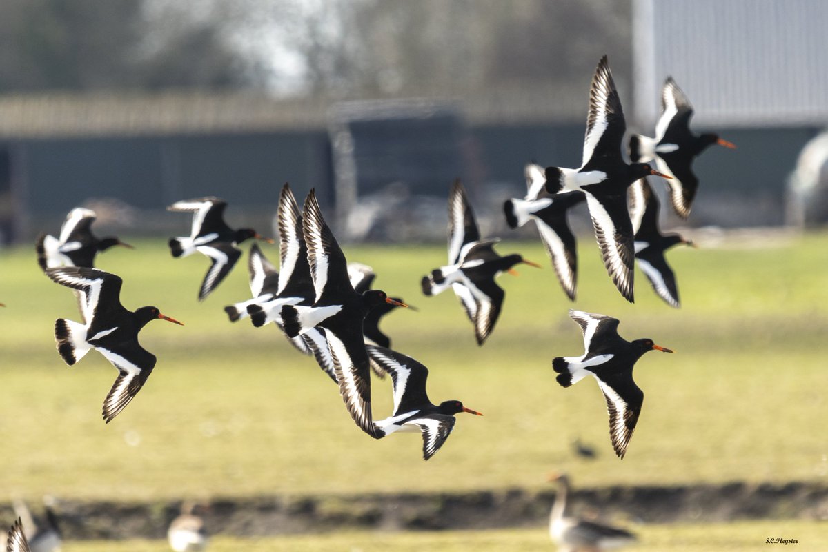 Lienepien64's tweet photo. Zaterdagmiddag naar Twisk geweest, leuk om doorheen te lopen. zie hier een groep Scholekster's.
#twisk
#oystercatchers
@landschapnh 
@vogelnieuws https://t.co/8yYpdypaK5