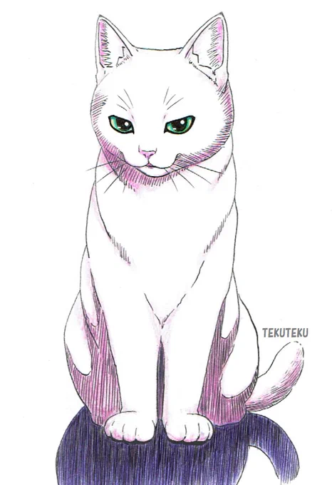 #白猫  #猫好き #illustration #オリジナルイラスト  