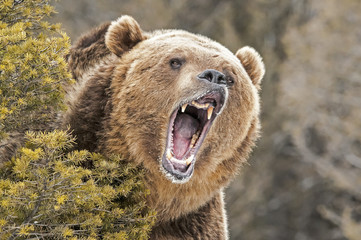 blairbearbacker's tweet photo. Giving a BIG GOOD LUCK BEAR GRRRRRRRROWL to all our spring sports kicking off.  Wishing you all a safe and successful season. 
Go Bears! 🐻🐾💜 https://t.co/2EtfhbI7c3