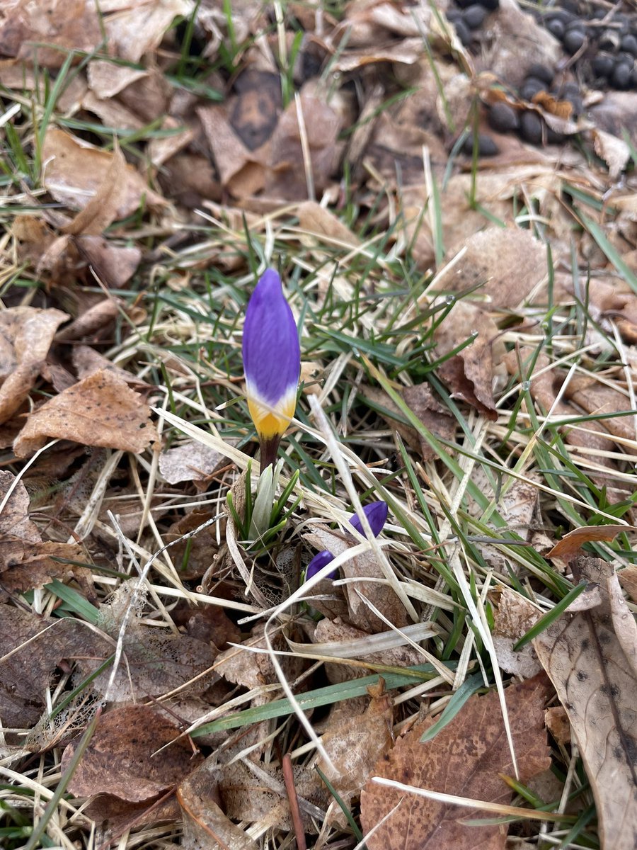 JayBirdGarden's tweet photo. Crocuses are starting to come up!
And I was very surprised to see that this autumn olive plant is starting to leaf out already. https://t.co/ZaXEk9R1Ou