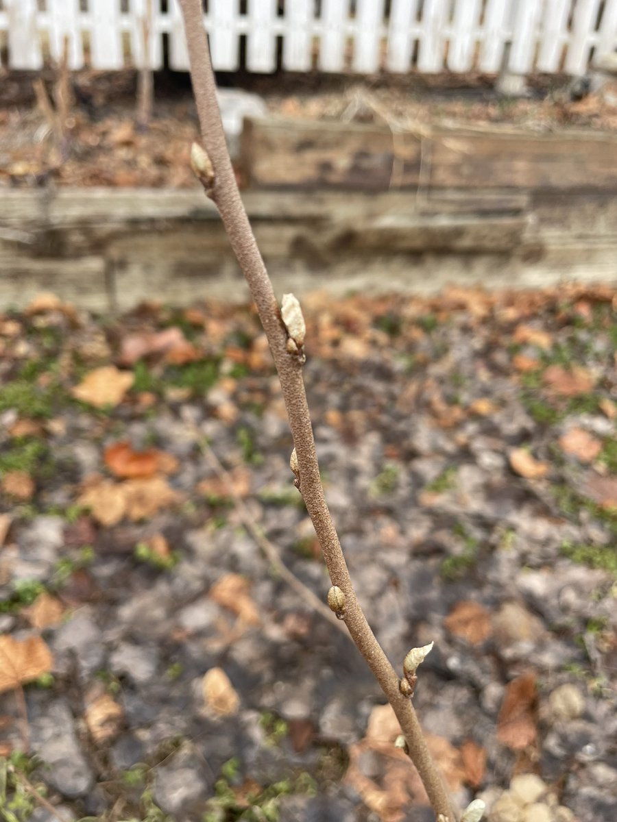 JayBirdGarden's tweet photo. Crocuses are starting to come up!
And I was very surprised to see that this autumn olive plant is starting to leaf out already. https://t.co/ZaXEk9R1Ou