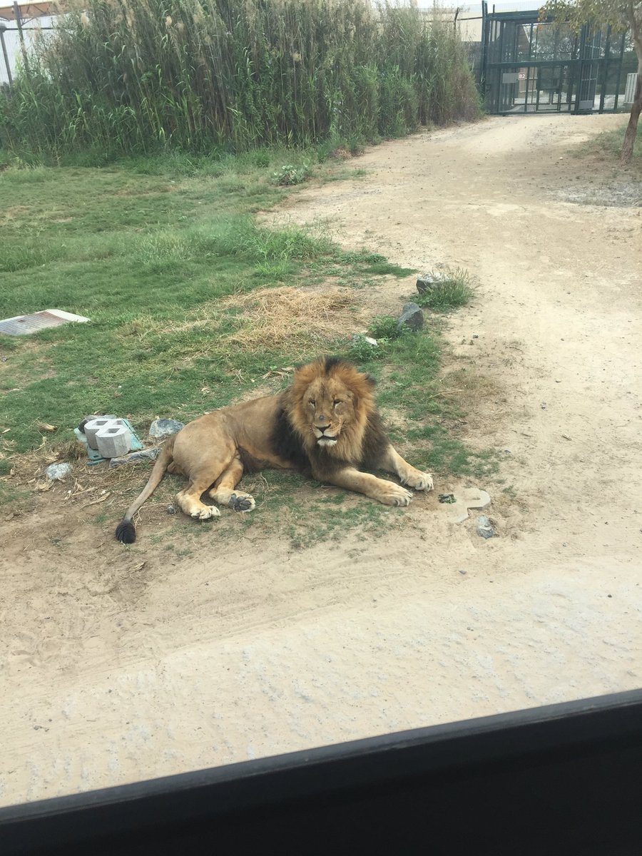 F1Tws's tweet photo. Year 5’s trip to Dubai Safari Park...A unique experience where students embarked on a drive-through adventure and had the opportunity to spot animals from Africa &amp; Asia!! @official_TWS @TwsVijaya https://t.co/1BScdF33jE