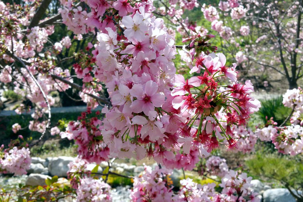 wayword's tweet photo. New episode! https://t.co/I1neKEt1mb Adapting Chinese script to technology, dead man's hand, a royal potty quote, missing words from the New York Times Spelling Bee, vittles, do the messages = do the errands, sakura-fubuki, a nice word for your ex’s new sweetie, and more. https://t.co/AOck0m9fiO