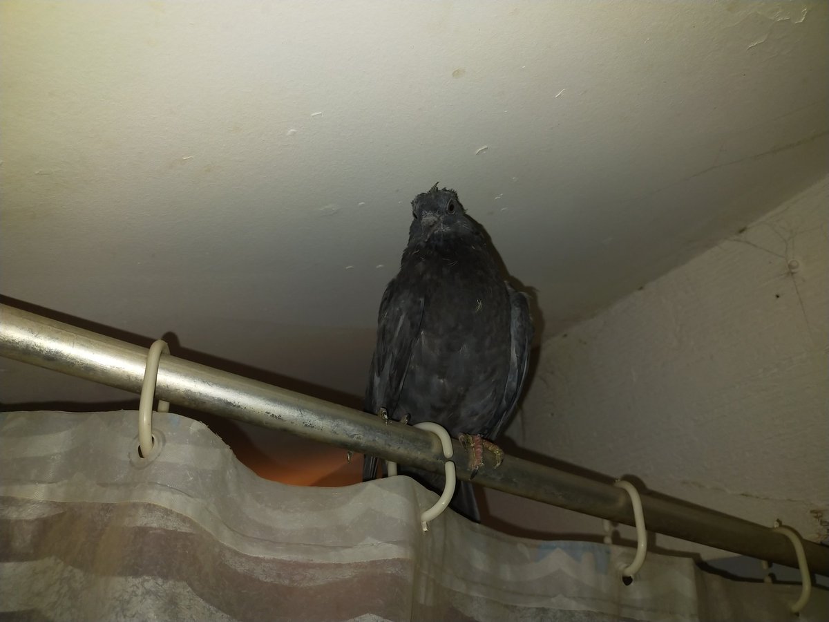 ShaMan_the_wolf's tweet photo. Bon bah... J'ai un pigeon 🥲 https://t.co/5AELkprmSq