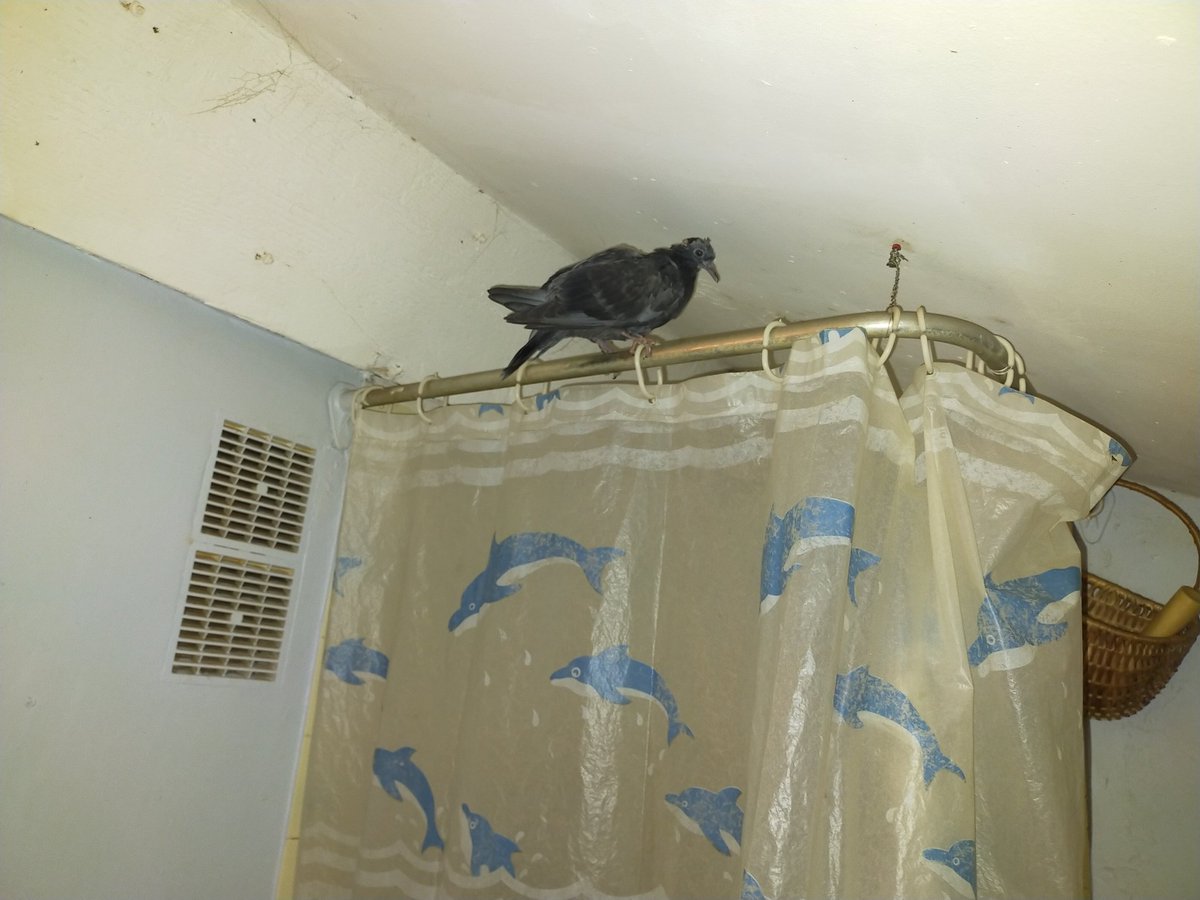 ShaMan_the_wolf's tweet photo. Bon bah... J'ai un pigeon 🥲 https://t.co/5AELkprmSq