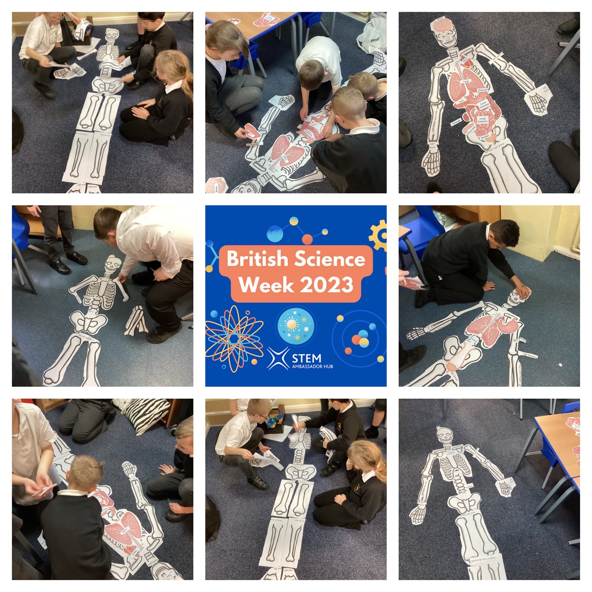 BealValePrimary's tweet photo. Our Science club worked really hard looking at their anatomy today. They worked together to piece together our skeletons and figure out the layout of our major organs. We did all this for this year’s British Science Week theme, Connections! #BritishScienceWeek #BVYear5 #BVYear6 https://t.co/ard4XSkKGm