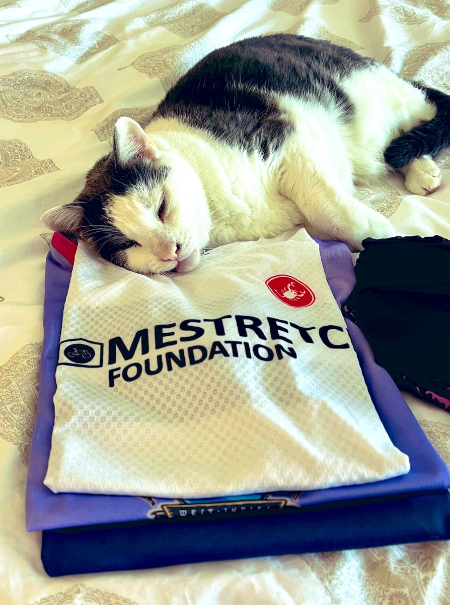 KathrynBertine's tweet image. BigBoi sez: “My human has resorted to using me as a cute ploy to remind u that only 48h remain in our annual @HomestretchFdn #equality kit/tee drive. Also, athletes residing at HSF snuggle me &amp;amp; take me for walks. Plz support my furless friendz. Order here: homestretchfoundation.org/shop