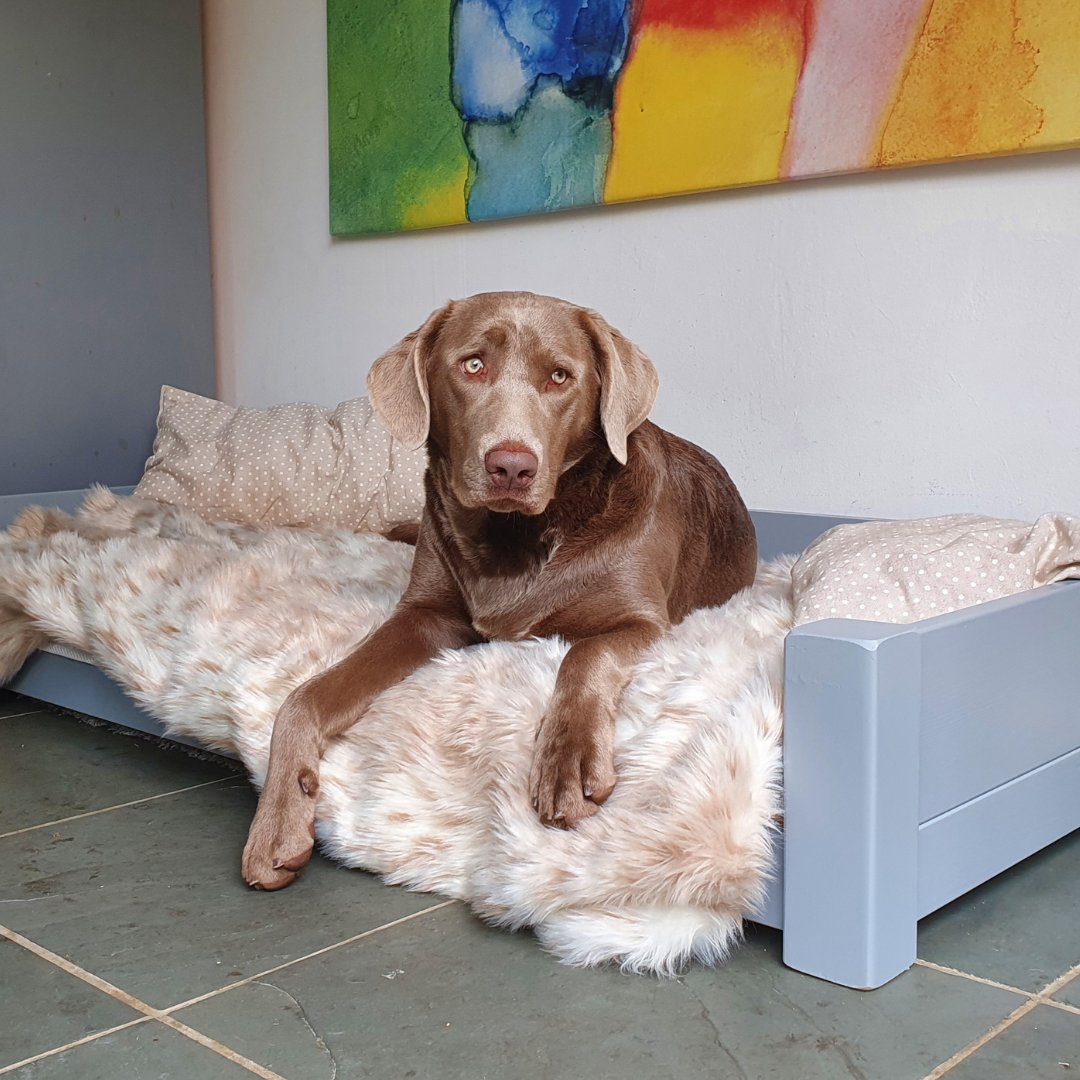 getlaidbeds's tweet photo. Give your dog somewhere extra special to sleep with our handcrafted Large Wooden Dog Bed.

Modelled here by 8 month old Lupa, this frame is large enough for bigger dogs to curl up for a cosy night.

https://t.co/axAIVjnNFJ

#petbed #dogbed #choclatelab #dogsofinstagram #lovemydog https://t.co/BL79Lfymwq