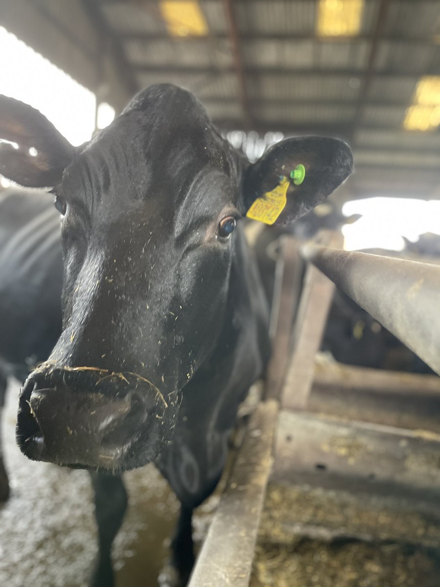 Trenance Dairy tweet media