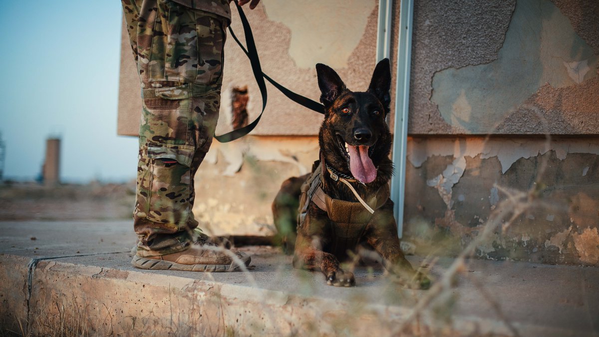 It's #NationalK9VeteransDay! Let's honor the service of American military and working dogs of the past, present, and future. Cheers to these hardworking pups!

--
📸: Spc. Ryan Mustard
#LiteFighter #FutureOfFieldcraft