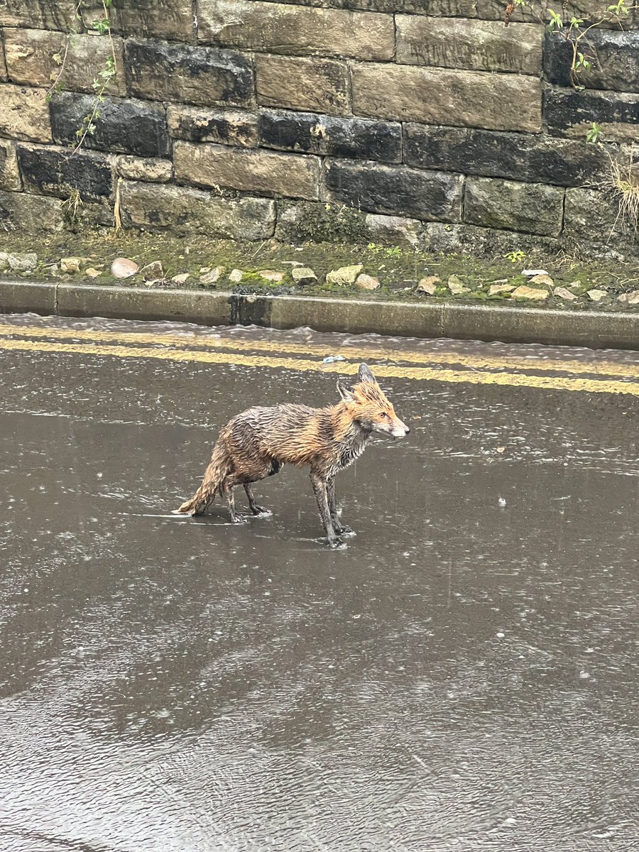 JordanCReeve's tweet photo. First time I’ve seen a wild fox in newcastle. Down shot factory lane. https://t.co/jWEUlmBQs7