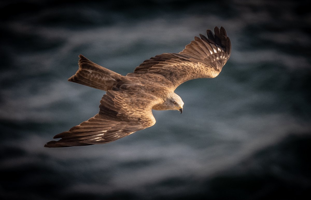 David Parody ๐ฌ๐ฎ (@dparody) on Twitter photo 2023-03-13 16:59:02 Afternoon catches included this Egyptian Vulture, Sparrowhawks, Black Kites and Booted Eagles @gonhsgib Afternoon catches included this Egyptian Vulture, Sparrowhawks, Black Kites and Booted Eagles @gonhsgib