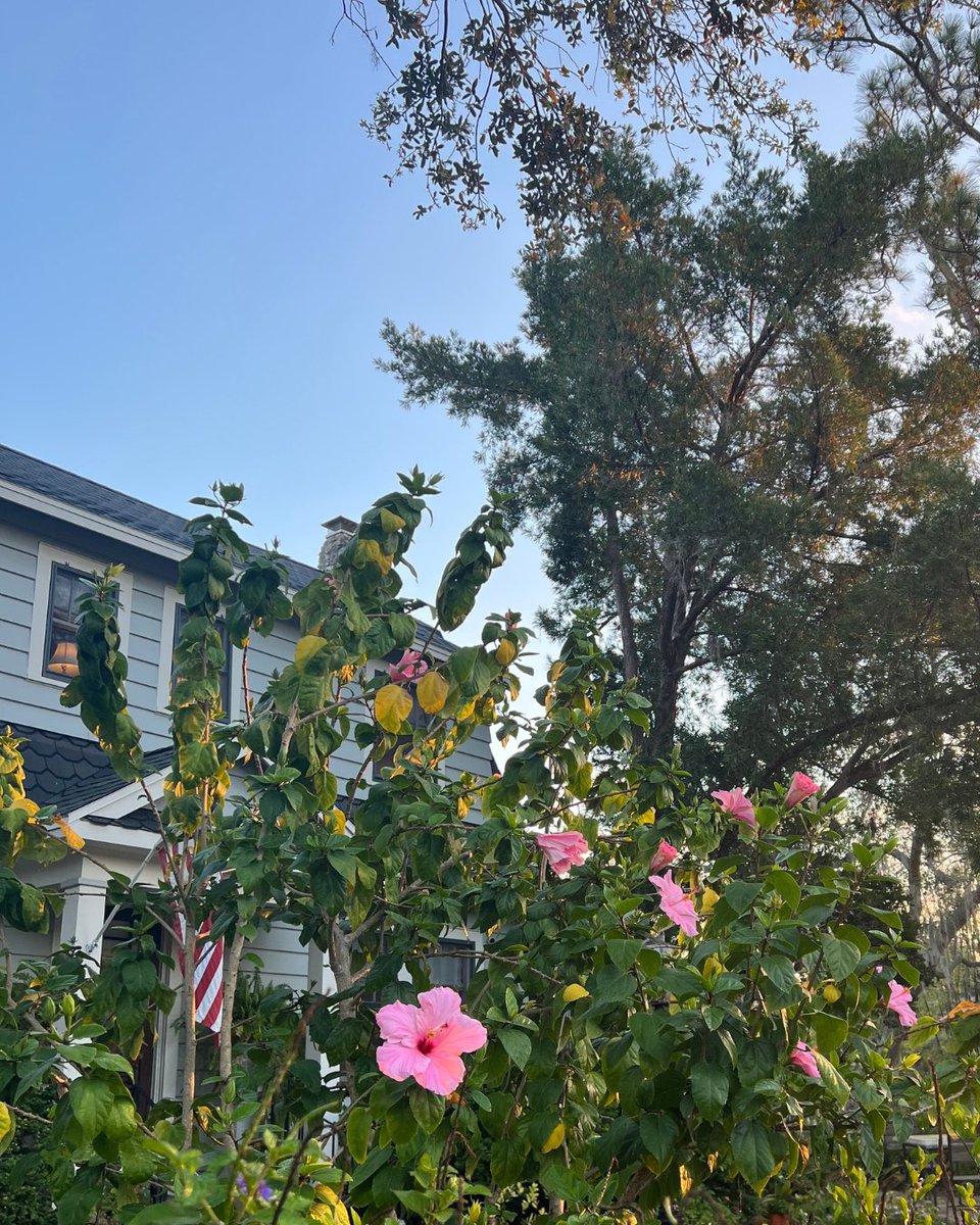 kombucha221bc's tweet photo. find beauty in slow living 🌺

#kombucha221bc #kombucha #hibiscus #sarasota #slowliving #findbeauty #florida #womenowned https://t.co/jcIx0OStgD