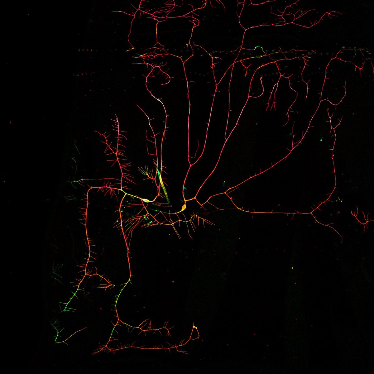 Happy #MicroscopyMonday! 🔬

This week we're showing another great submission from our #microscopy image contest: Kevin Donaldson at Georgia State University with Class III multidendritic neurons from the Drosophila dorsal cluster of the larval body wall.