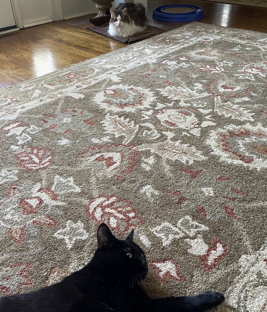 Trey the Explainer on Twitter "I’m trying to cure cat racism"