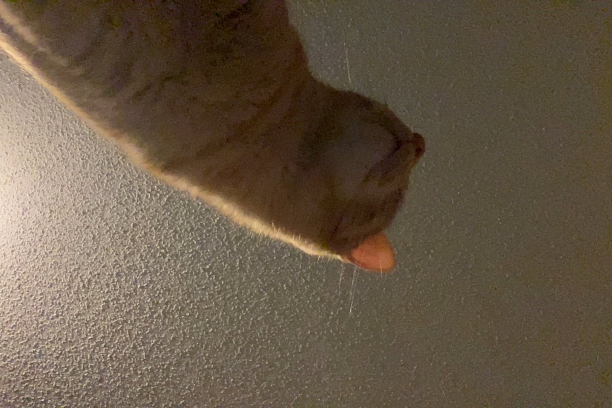 trenthoward787's tweet photo. Kurama came to say hi on ft https://t.co/6Y8b7vuvdG