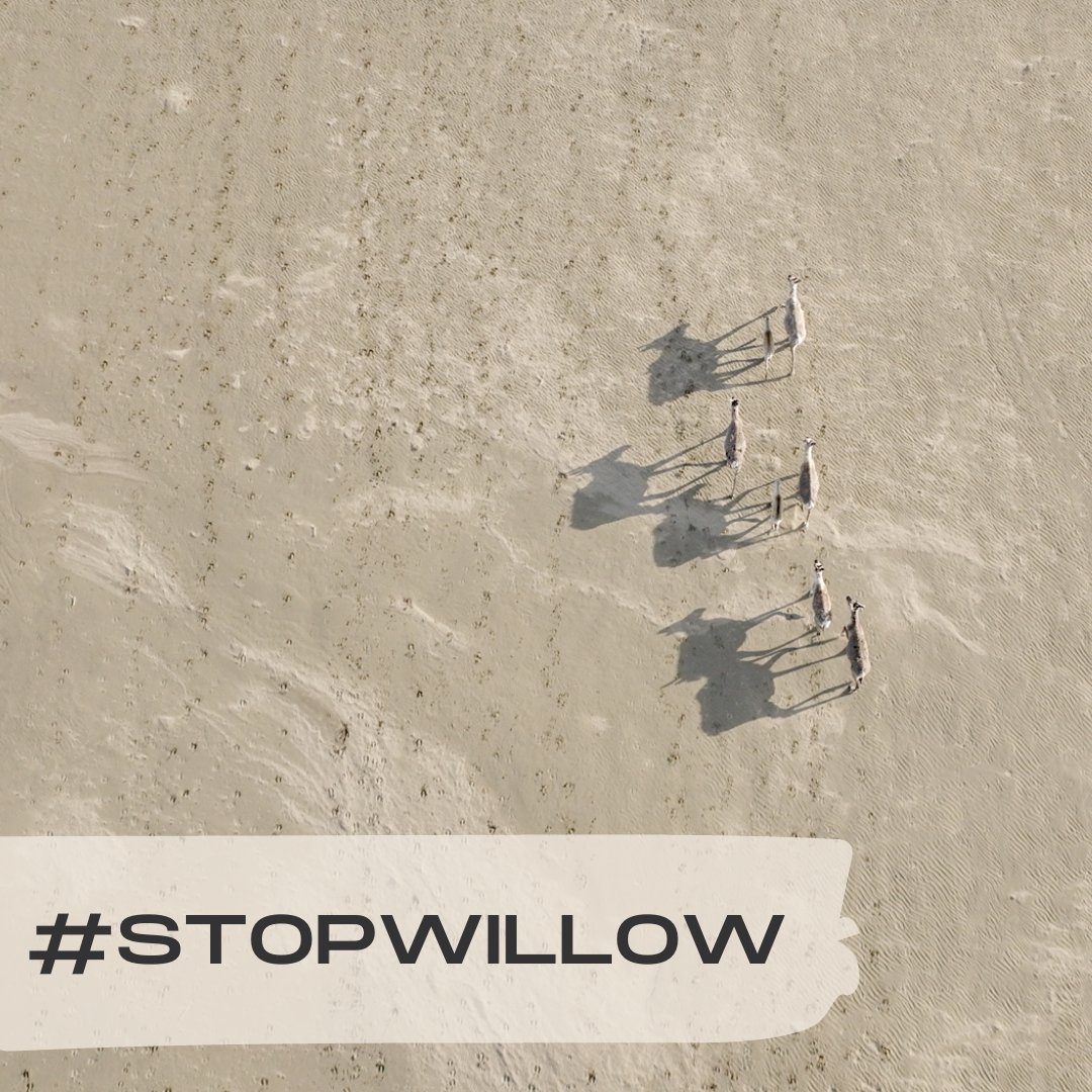 alaskawild's tweet photo. Arctic protections need to fulfill @POTUS commitments to climate, biodiversity, and frontline communities. We stand w/ millions of climate allies speaking out to #StopWillow &amp; will not back down until the Arctic is protected once and for all. https://t.co/ytoKzHUgsT