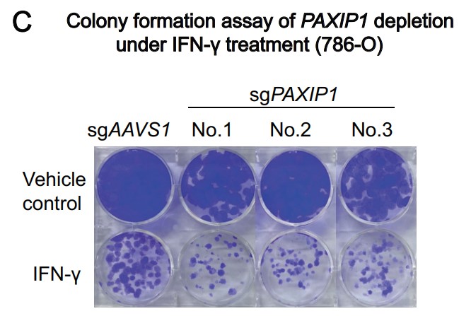 CIR_AACR's tweet image. New for the March issue—
#CancerCell Resistance to IFNγ Can Occur via Enhanced Double-Strand Break Repair Pathway Activity, by Tong Han, Xujun Wang, Peng Zhang, Chenfei Wang et al.
bit.ly/3lbvkzu
@Wubing44589261