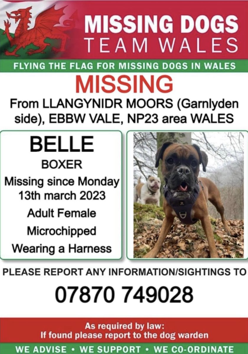 ‼️NO TORCH SEARCHES OR CALLING PLEASE ‼️
BELLA MISSING FROM #LLANGYNIDRMOORS (Garnlyden side) 
#EBBWVALE #NP23 #WALES 

‼️Since Monday 13th March 
BELLA @BOXER IS CHIPPED & HAS A HARNESS ATTACHED 

PLEASE CALL THE NUMBER IF SEEN BUT DO NOT CHASE OR ATTEMPT TO CATCH HER